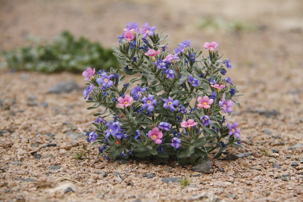Arnebia fimbriata