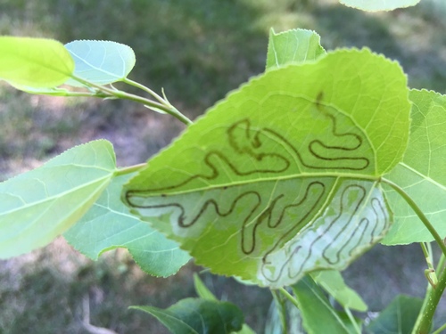 Aspen Serpentine Leafminer Moth photo 5