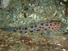 Thorogobius ephippiatus