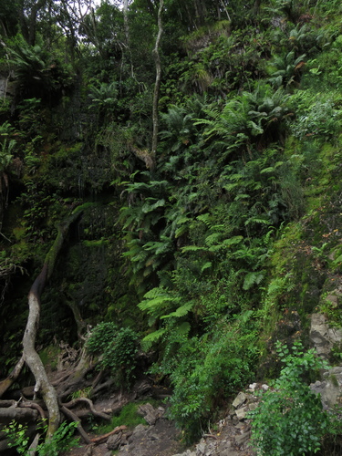 Gymnosphaera capensis, photograph 5