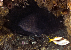 Epinephelus daemelii