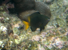 Pomacentrus philippinus