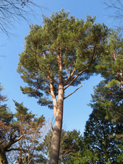 Pinus densiflora