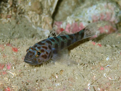 Thorogobius ephippiatus