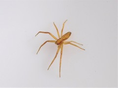 Philodromus exilis