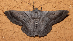 Hypobapta percomptaria