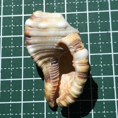 Monoplex pilearis