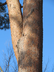 Pinus densiflora