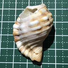 Monoplex pilearis