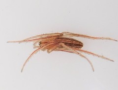 Larinia directa