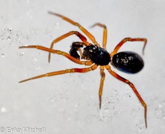 Walckenaeria castanea