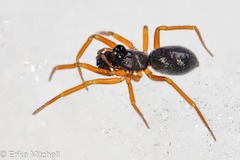 Walckenaeria castanea