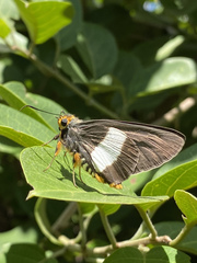 Coeliades forestan forestan