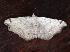 Dissomorphia australiaria