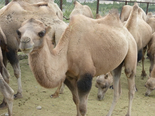 Domestic Bactrian Camel