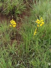Eulophia odontoglossa