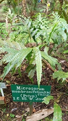Microsorum membranifolium