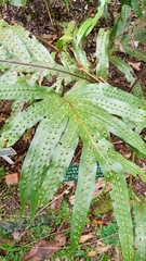 Microsorum membranifolium