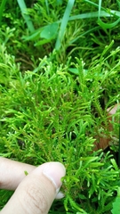 Selaginella ornata