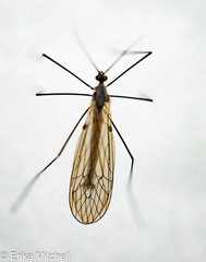 Trichocera salmani