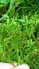 Selaginella ornata