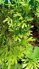 Selaginella ornata