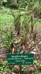 Nephrolepis exaltata