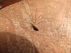 Smeringopus natalensis