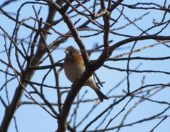 Fringilla montifringilla