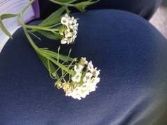 Lobularia maritima maritima