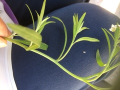 Lobularia maritima maritima