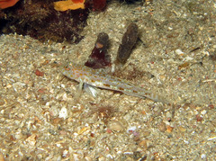 Thorogobius macrolepis