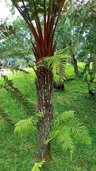 Goniophlebium subauriculatum