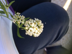 Lobularia maritima maritima