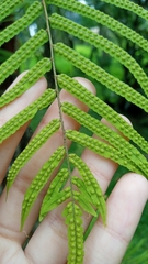 Goniophlebium subauriculatum