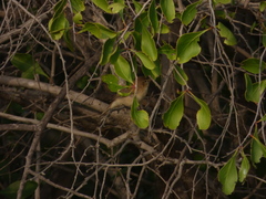 Iduna
