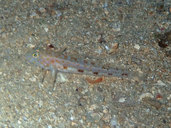 Thorogobius macrolepis