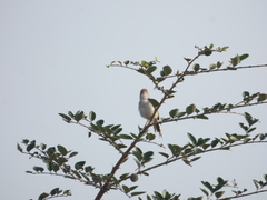 Prinia
