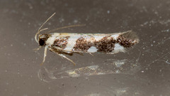 Macrobathra bigerella