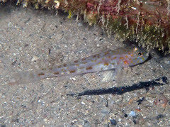 Thorogobius macrolepis