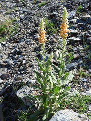 Digitalis viridiflora