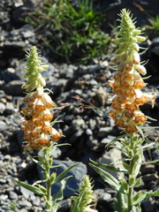 Digitalis viridiflora