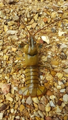 Faxonius longidigitus