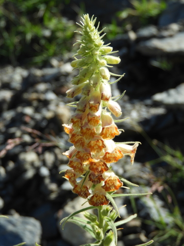 Image of Green-Flowered Foxglove (Digitalis viridiflora) by (c) Santiago Martín-Bravo, some rights reserved (CC BY)