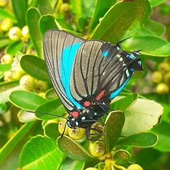 Atlides polybe