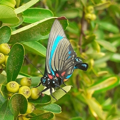 Atlides polybe