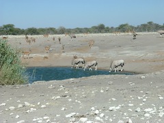 Oryx gazella