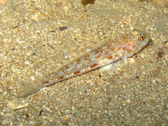 Thorogobius macrolepis