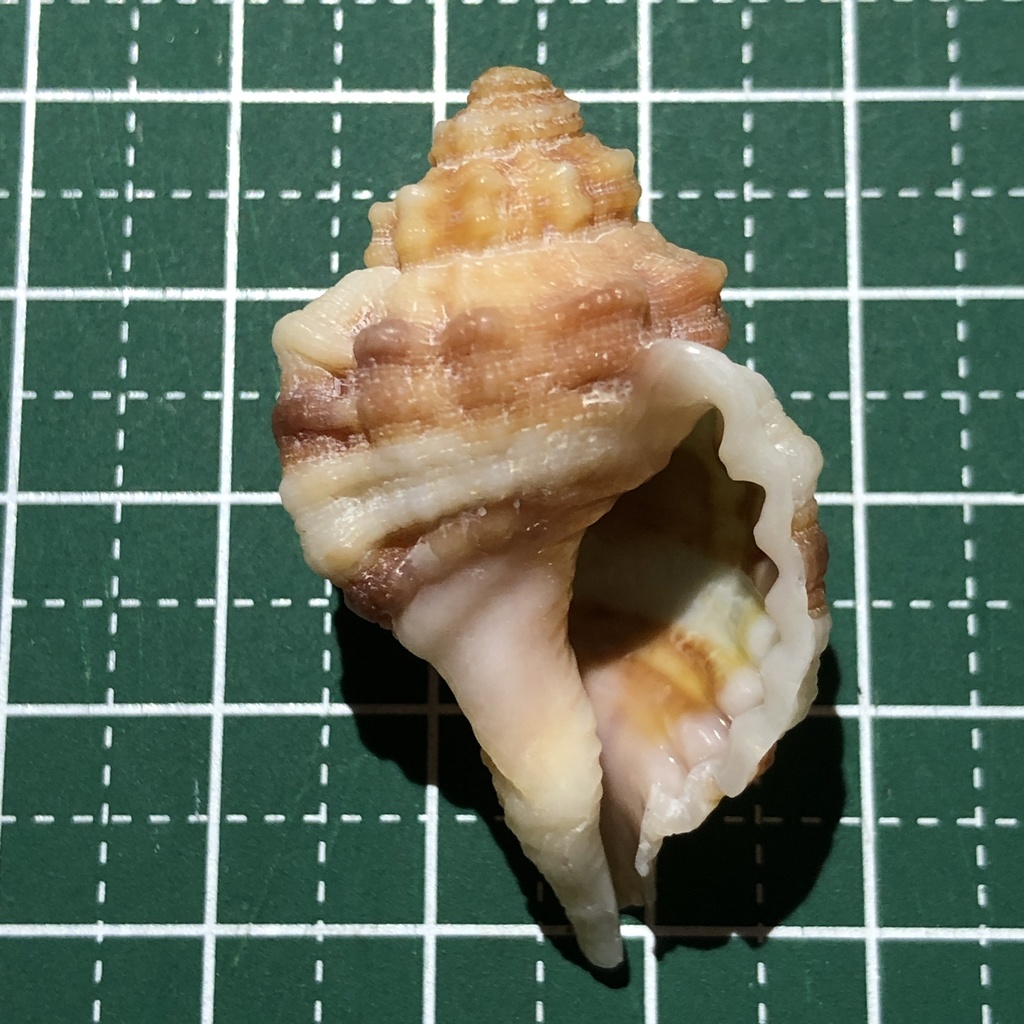 Cymatium