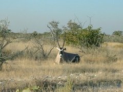 Oryx gazella